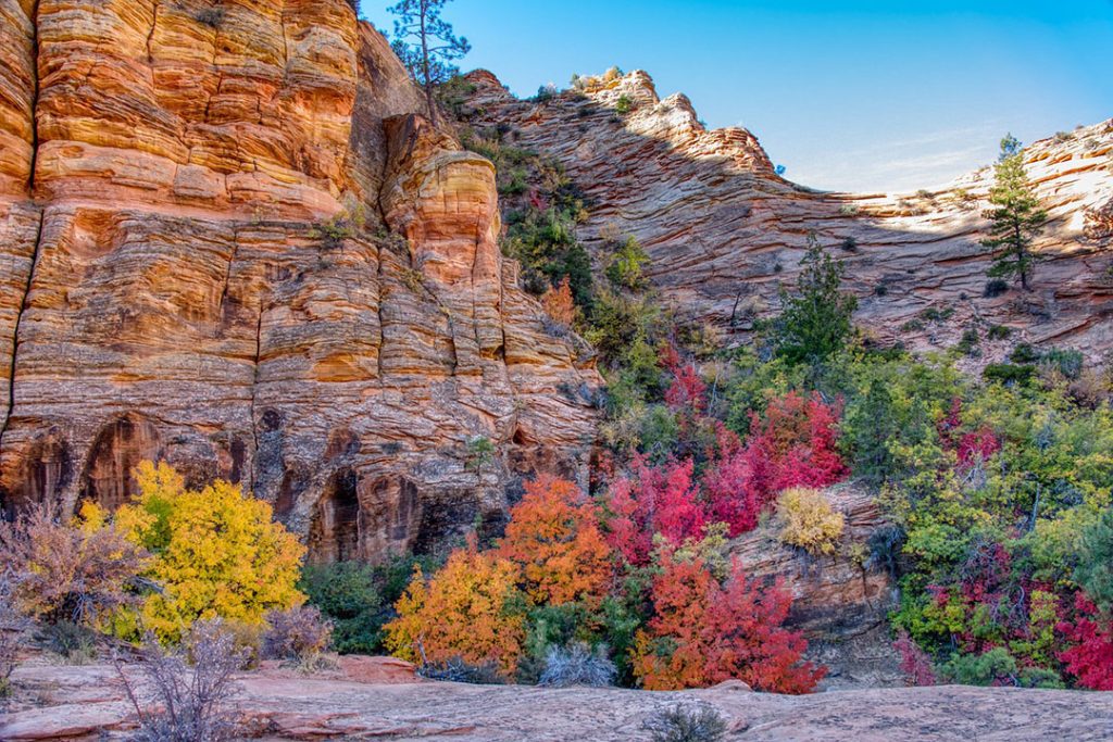 fall colored trees in zion national park