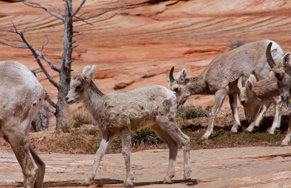 Why We Don't Feed the Animals At Zion National Park? - The Best Resorts in  Southern Utah